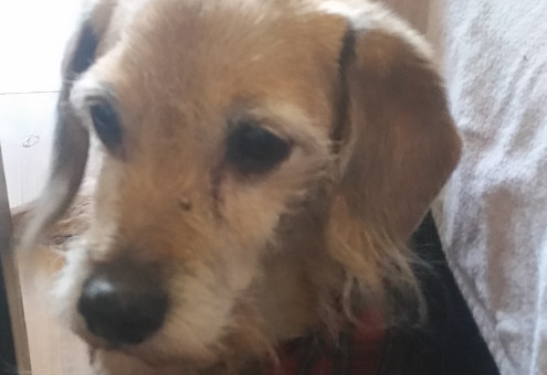 Bonnie