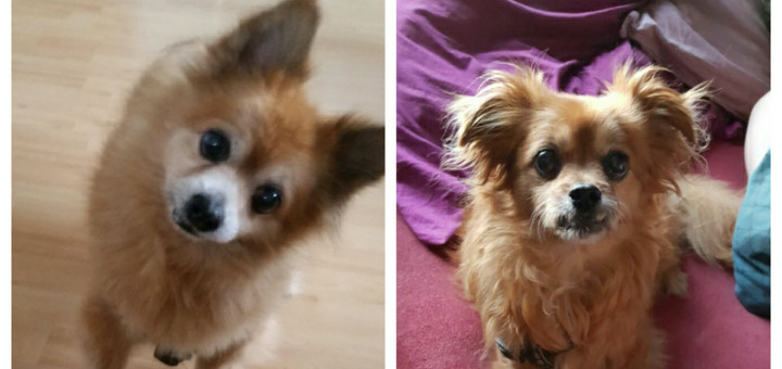 Zwei kleine ältere Hunde suchen Wochenbetreuung HundehalterNothilfe